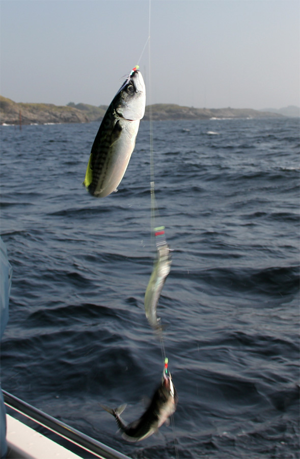 Рыбалка в Норвегии 