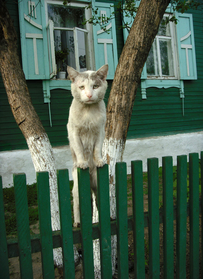 http://exler.ru/blog/upload/Image/big/cat%2814%29.jpg