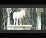 Приключенческий боевик "Братство волка" (Le Pacte Des Loups) 